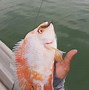 Image result for Catching Fish Urban Fishing