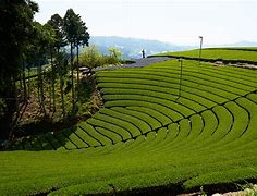 Image result for Tea Plantations Japan