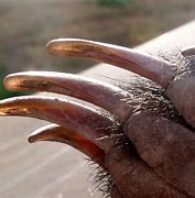 Image result for Badger Claws