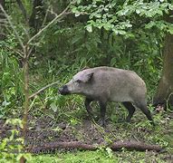 Image result for Sus Scrofa