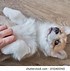 Image result for White and Tan Corgi