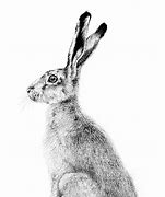 Image result for All Hare