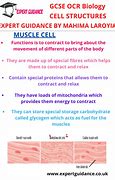 Image result for Muscle Cell Diagram GCSE