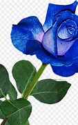 Image result for Blue Rose Flower Field