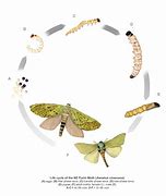 Image result for Box Moth Life Cycle