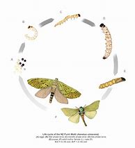 Image result for Bird Seed Moth Life Cycle