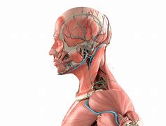 Image result for Head Muscles Side View