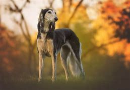 Image result for Mini Saluki Dog