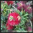 Image result for Dwarf Bottlebrush Shrubs Plants