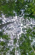 Image result for Patterns of Crown Shyness