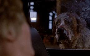 Image result for Cujo Costume for Dog