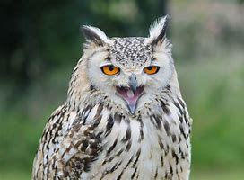 Image result for Happy Owl a Days