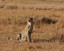 Image result for Cheetahs in the Wild