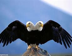 Image result for Four-Headed Eagle Design