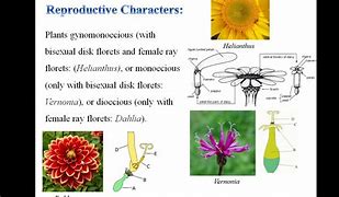 Image result for Asteraceae