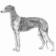 Image result for Galgo Spanish Hunting Dog