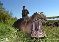 Image result for Hippo On Land