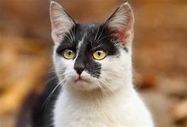 Image result for Mottled Grey Cat