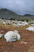 Image result for Tundra Antarctica