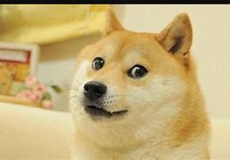 Image result for Shiba Dog Doge