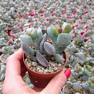 Image result for Adromischus Cactus