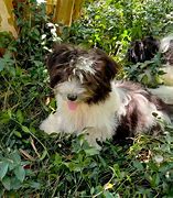 Image result for AKC Havanese Puppies