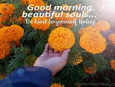 Image result for Good Morning Marigold Flowers