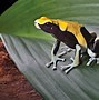 Image result for Poison Dart Frog Animal