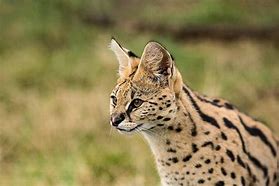 Image result for Serval Cat All Images