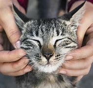 Image result for Happyy Cat