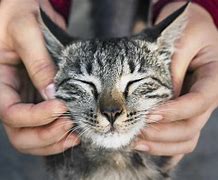 Image result for Tam Cat