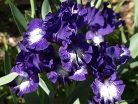 Image result for Bearded Iris by Name