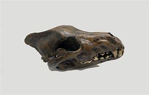 Image result for Grey Wolf Skull