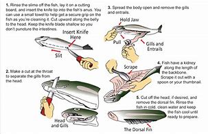 Image result for Cleaning a Fish