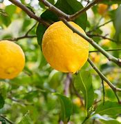 Image result for Lemon Tree with Thorns