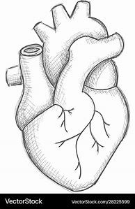 Image result for Drawn Human Heart