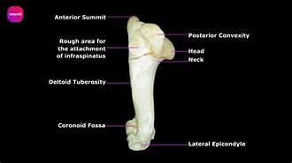 Image result for Ox Humerus