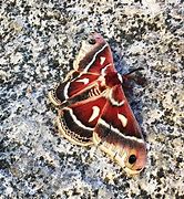 Image result for Giant Red Moth