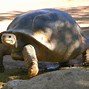 Image result for Turtle Formation