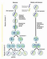 Image result for Product of Meiosis