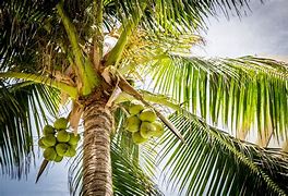 Image result for Coconut Leaf Kites