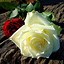 Image result for 70th Birthday Rose Plant