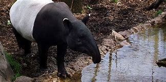 Image result for Malayan Tapir Calf