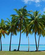 Image result for Palm Tree Africa