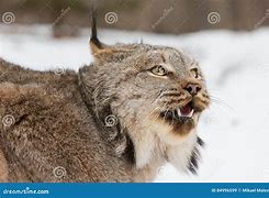 Image result for Lynx Bloody