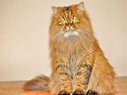 Image result for Persian Cat