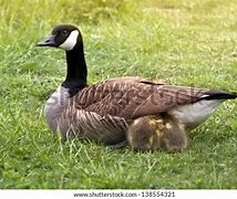 Image result for Canada Goose Female