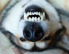 Image result for Pink Tooth Dog