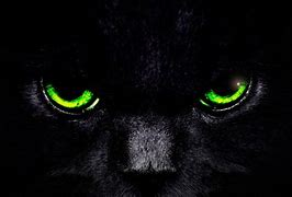 Image result for Cat Eyes Background