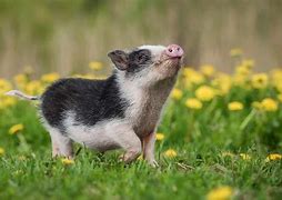 Image result for SWR Pig